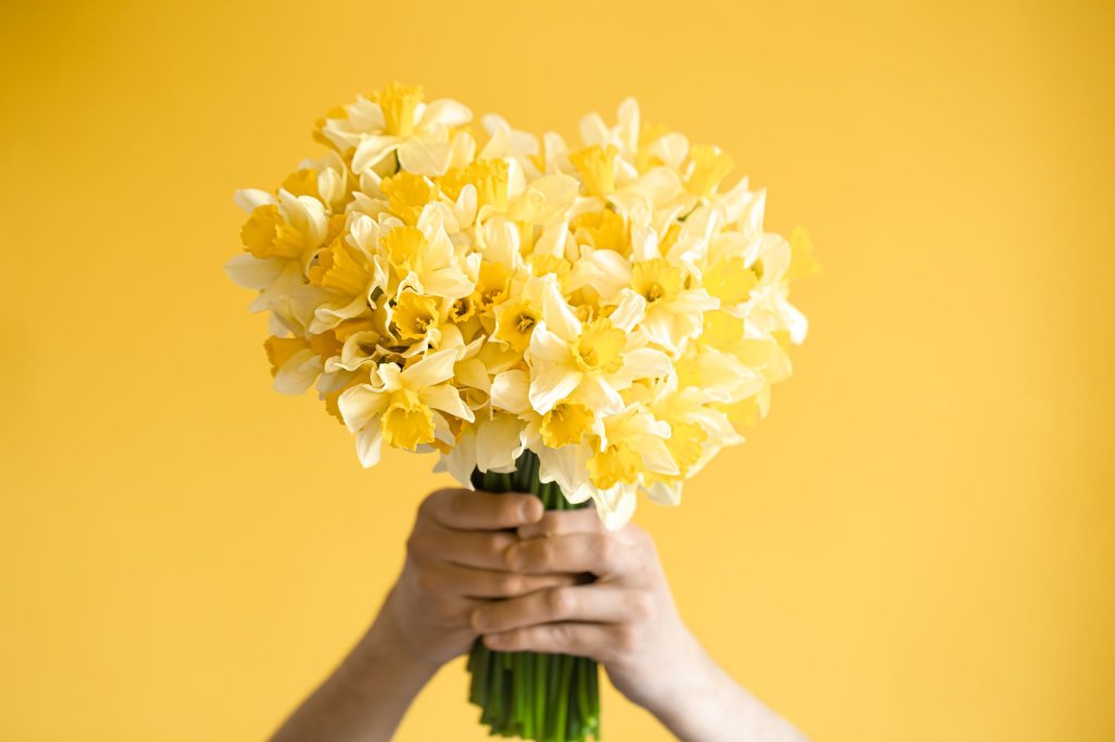 yellow-background-male-hands-with-bouquet-yellow-daffodils-concept-greetings-women-s-day.jpg